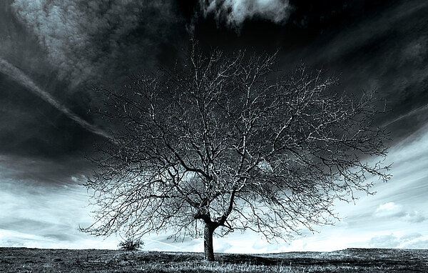 Einsamer Baum - schwarz/weiß Foto